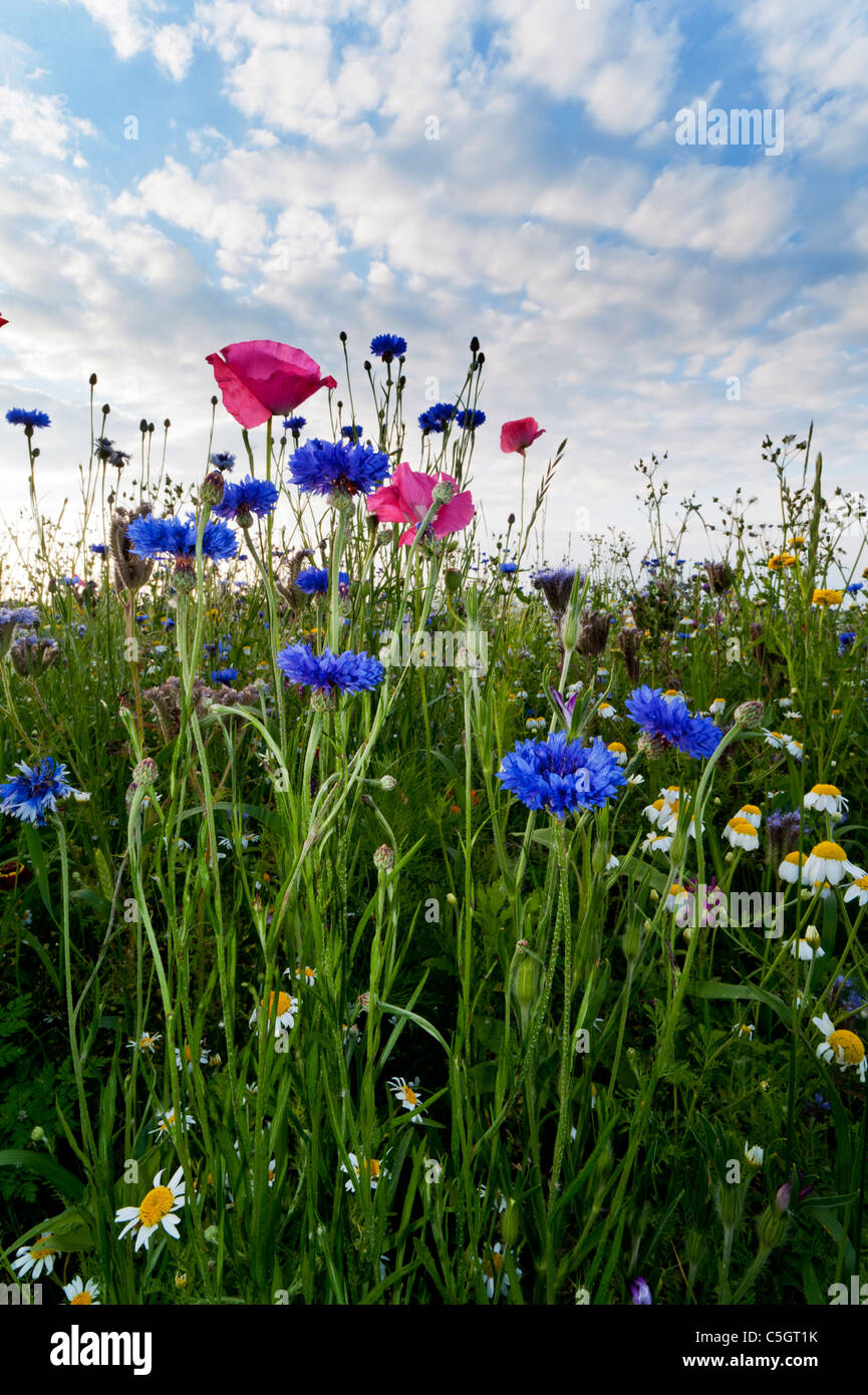 Prato di fiori selvaggi. Cornflowers e di papavero in un campo pieno di fiori selvatici in un inglese un giorno d'estate Foto Stock