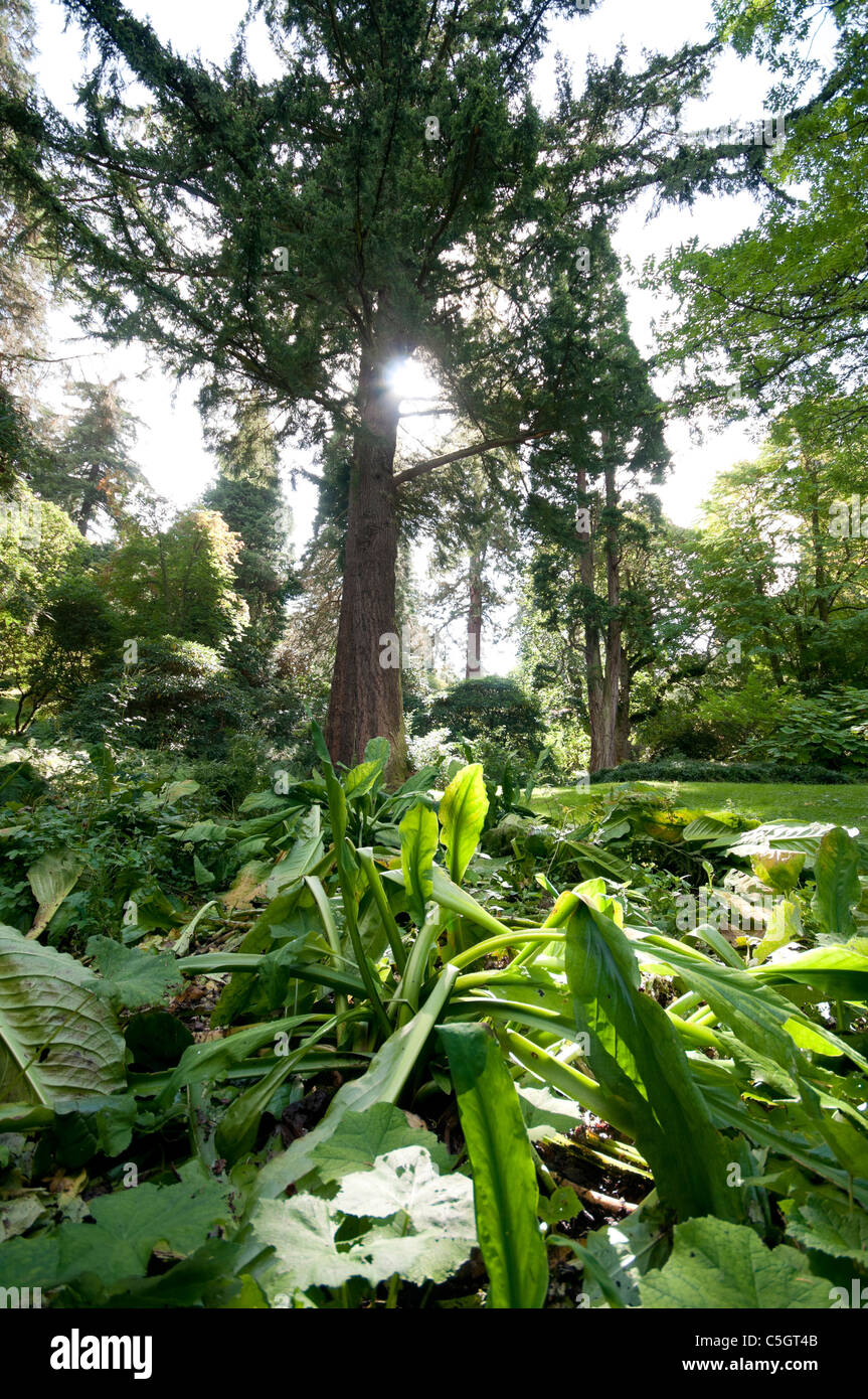 Botanico Dawyck woodland garden da Peebles vert con alberi Foto Stock