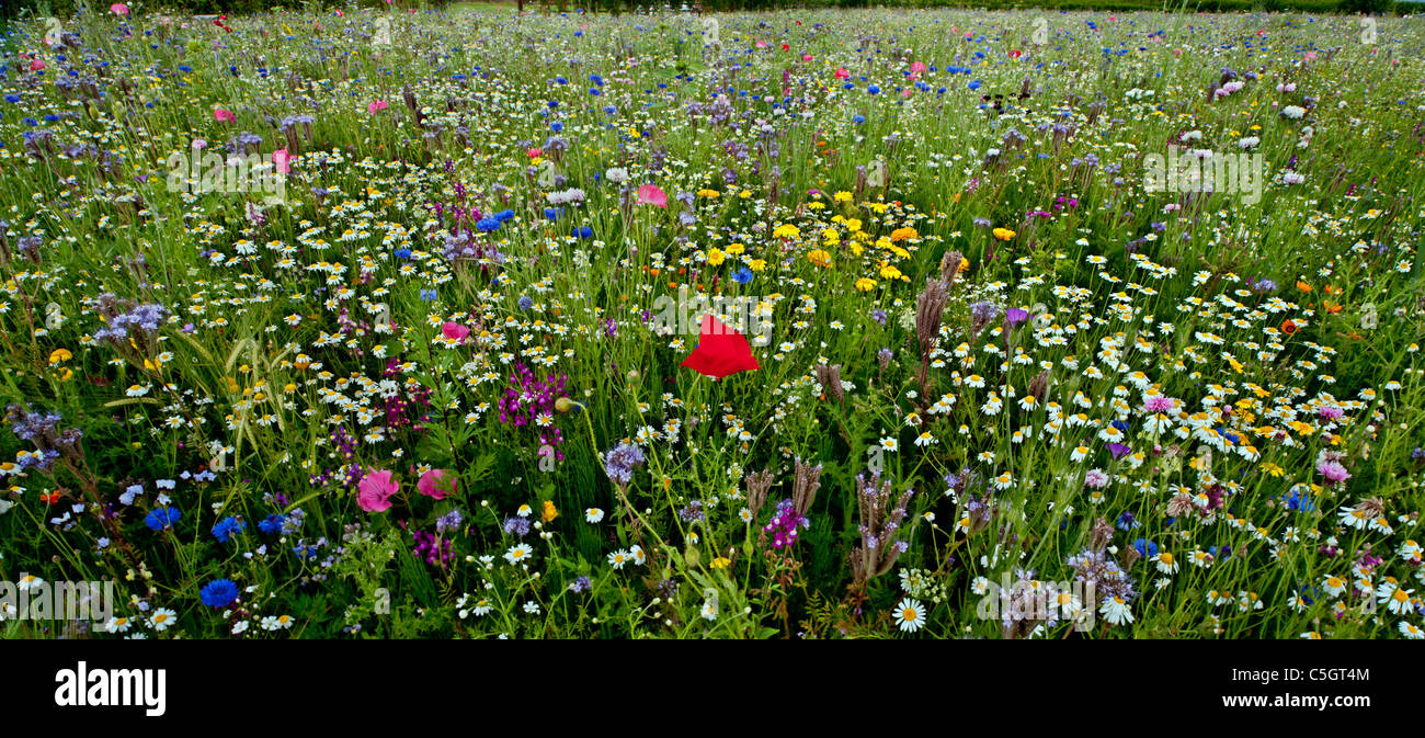 Prato di fiori selvaggi panorama. Un campo pieno di fiori selvatici in un  inglese un giorno d'estate Foto stock - Alamy