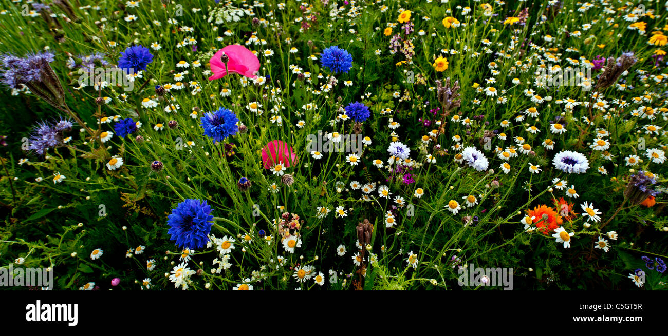 Prato di fiori selvaggi panorama. Un campo pieno di fiori selvatici ... Prato di fiori selvaggi panorama. Un campo pieno di fiori selvatici ...