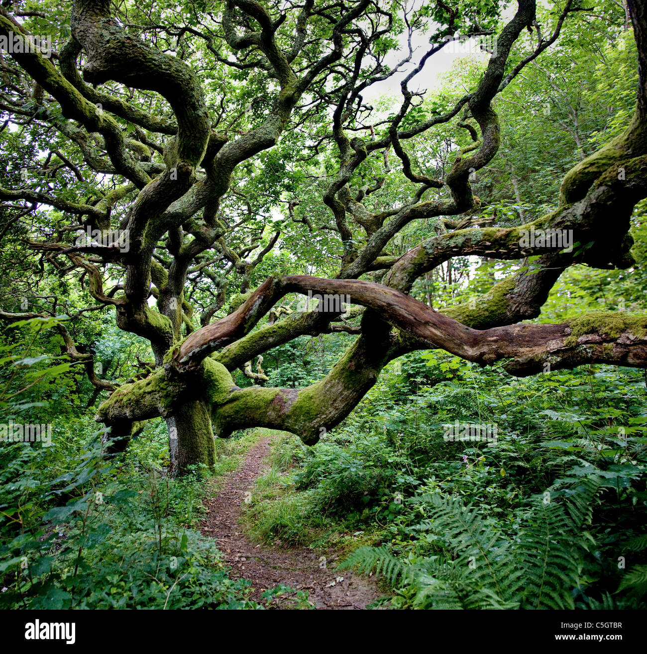 Recedono quercia con lunghi rami sinuosi sovrastante il percorso lungo il fiume nella valle Marsland sul Devon Cornovaglia confine Foto Stock