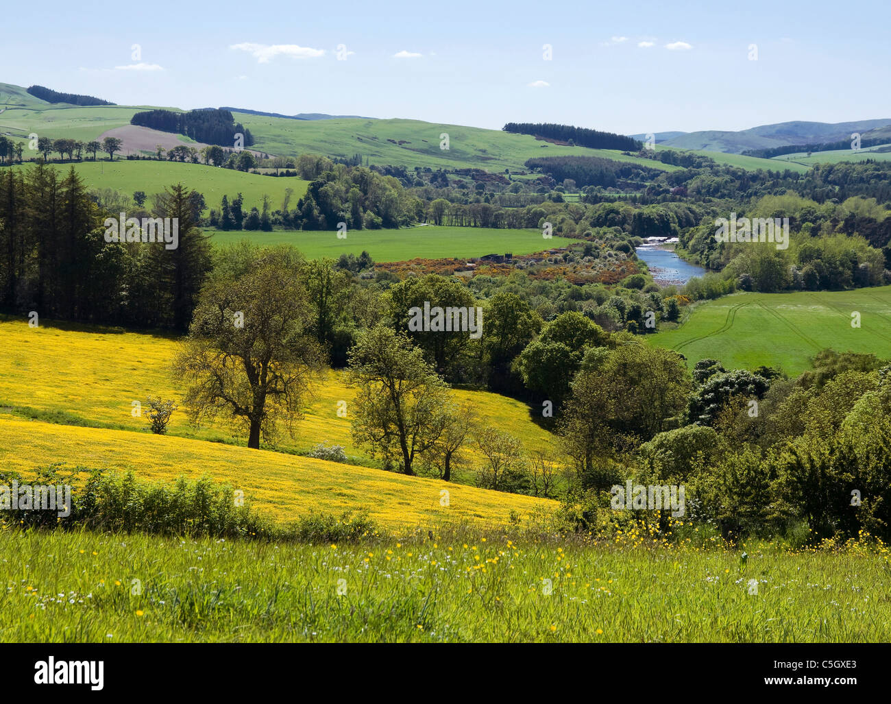 Terreni agricoli con renoncules bosco misto e il fiume Yarrow vicino a Selkirk - Scottish Borders Foto Stock