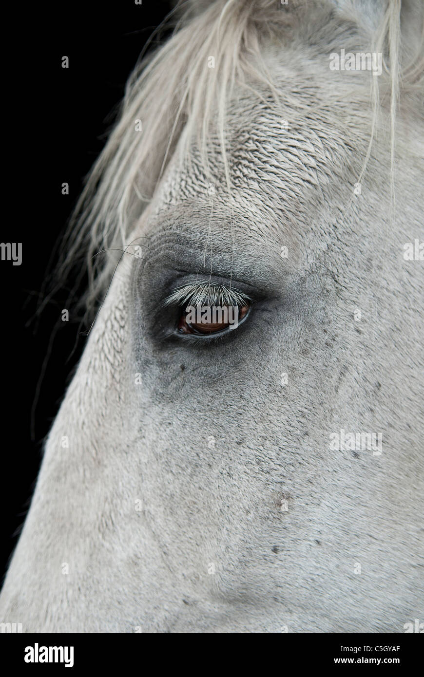 Cavallo grigio close up della testa Foto Stock