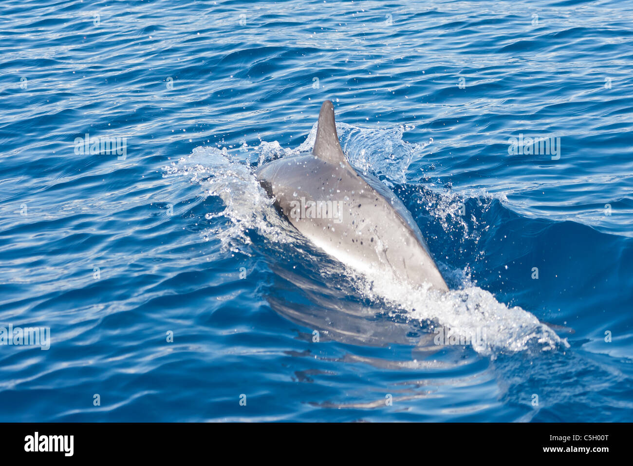 Macchiato atlantico (Delfino Stenella frontalis) porpoising nell'Oceano Atlantico a sud dell'isola di Sao Miguel nelle Azzorre Foto Stock