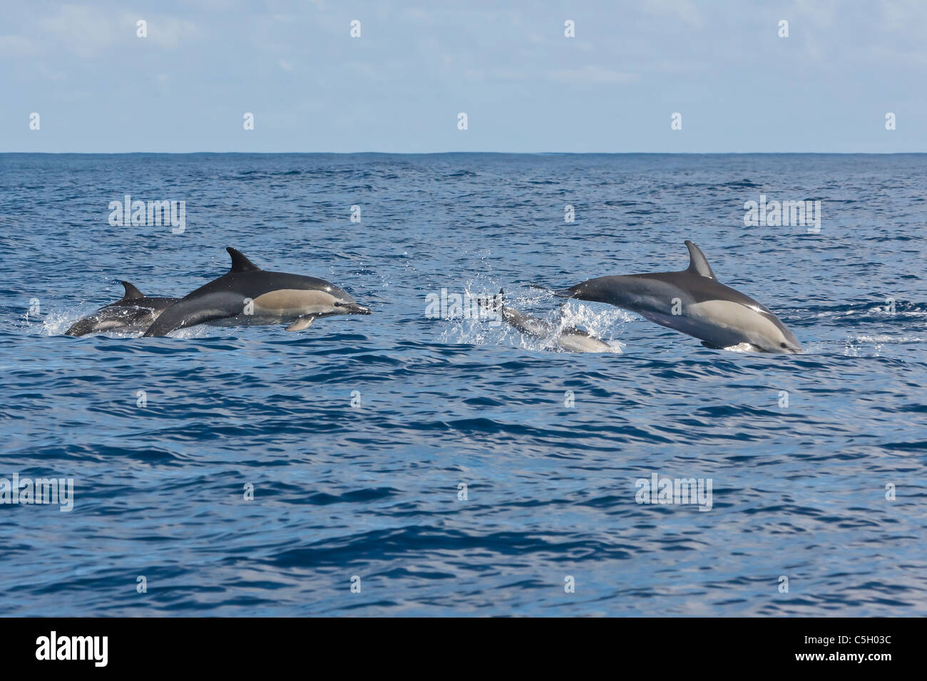 Gruppo di famiglia dei delfini comuni (Delphinus dephis) porpoising nell'Oceano Atlantico a sud dell'isola di Sao Miguel nelle Azzorre Foto Stock