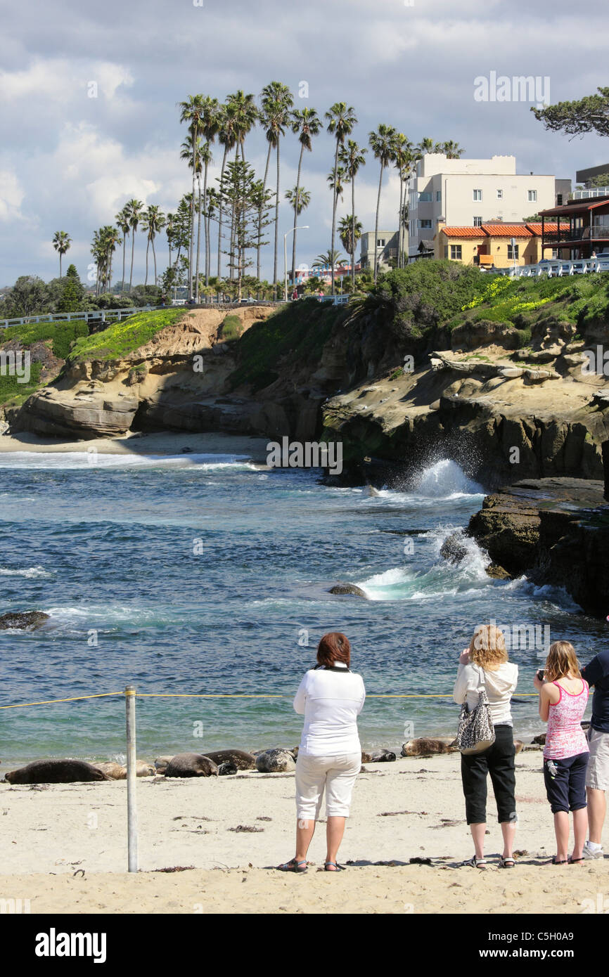 Una famiglia di fotografare le guarnizioni sulla spiaggia di piscina per bambini, La Jolla, California, Stati Uniti d'America Foto Stock