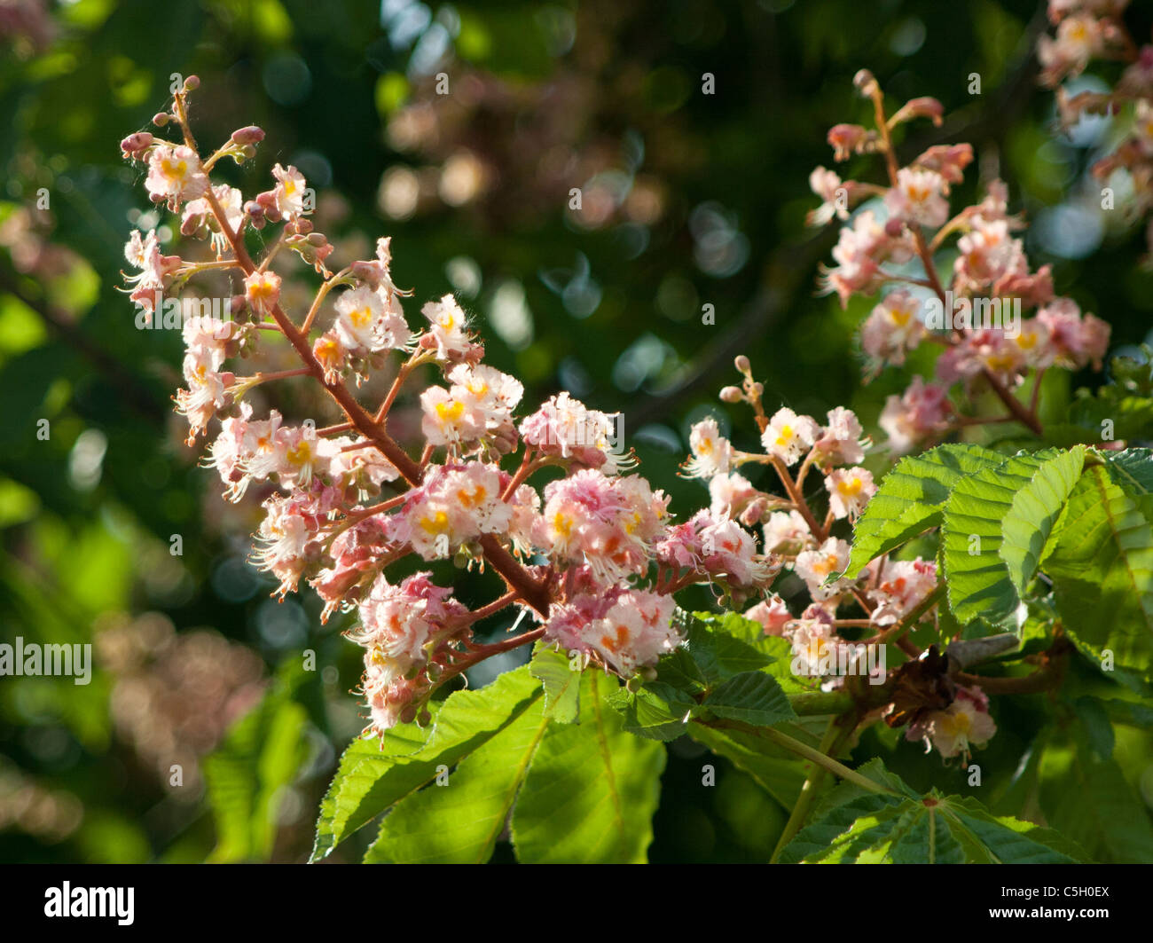 Rosa ippocastano blossom su albero Foto Stock