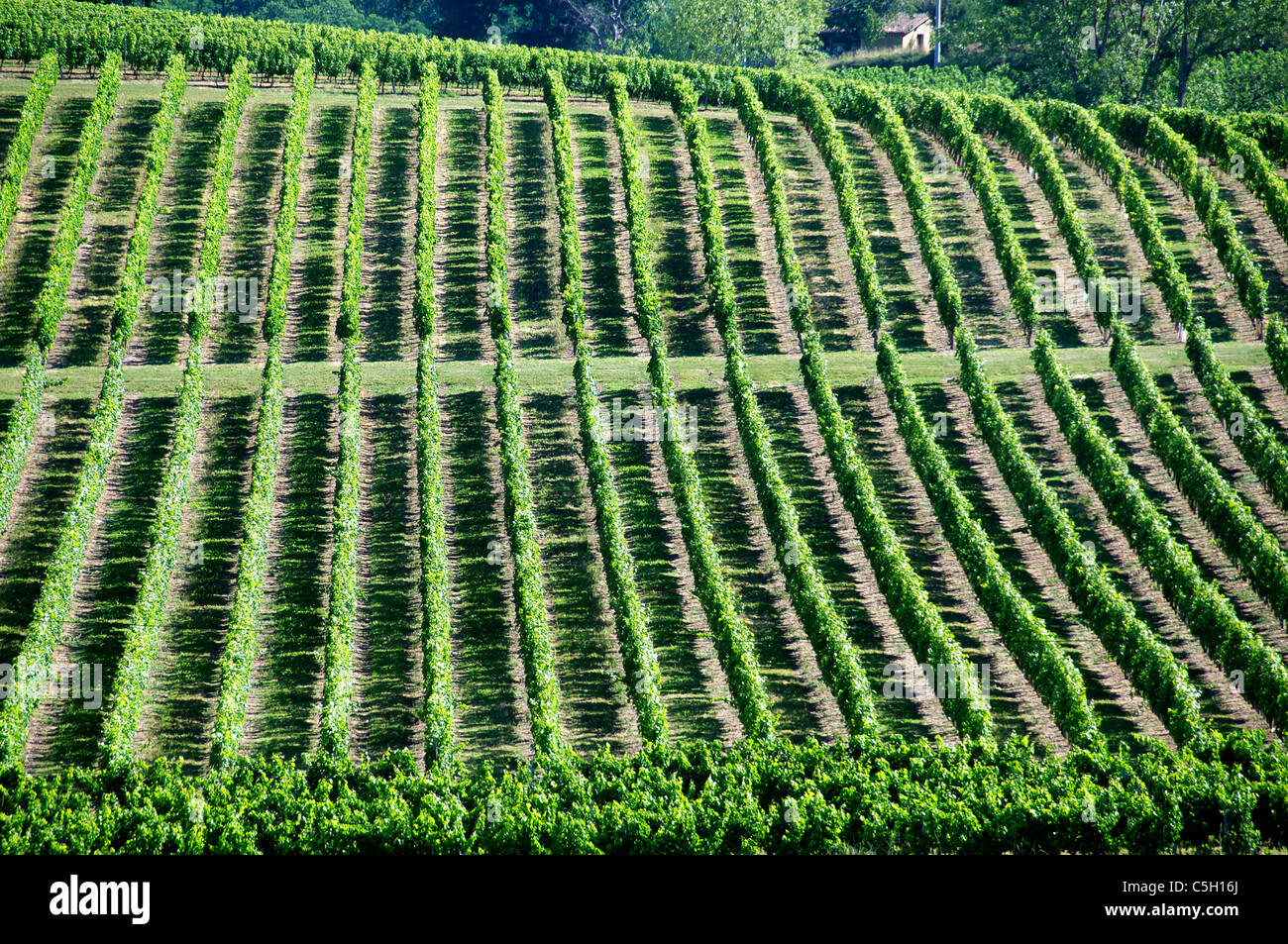 Filari di viti vicino a Pujols Entre Deux Mer Gironde Aquitaine Francia Foto Stock