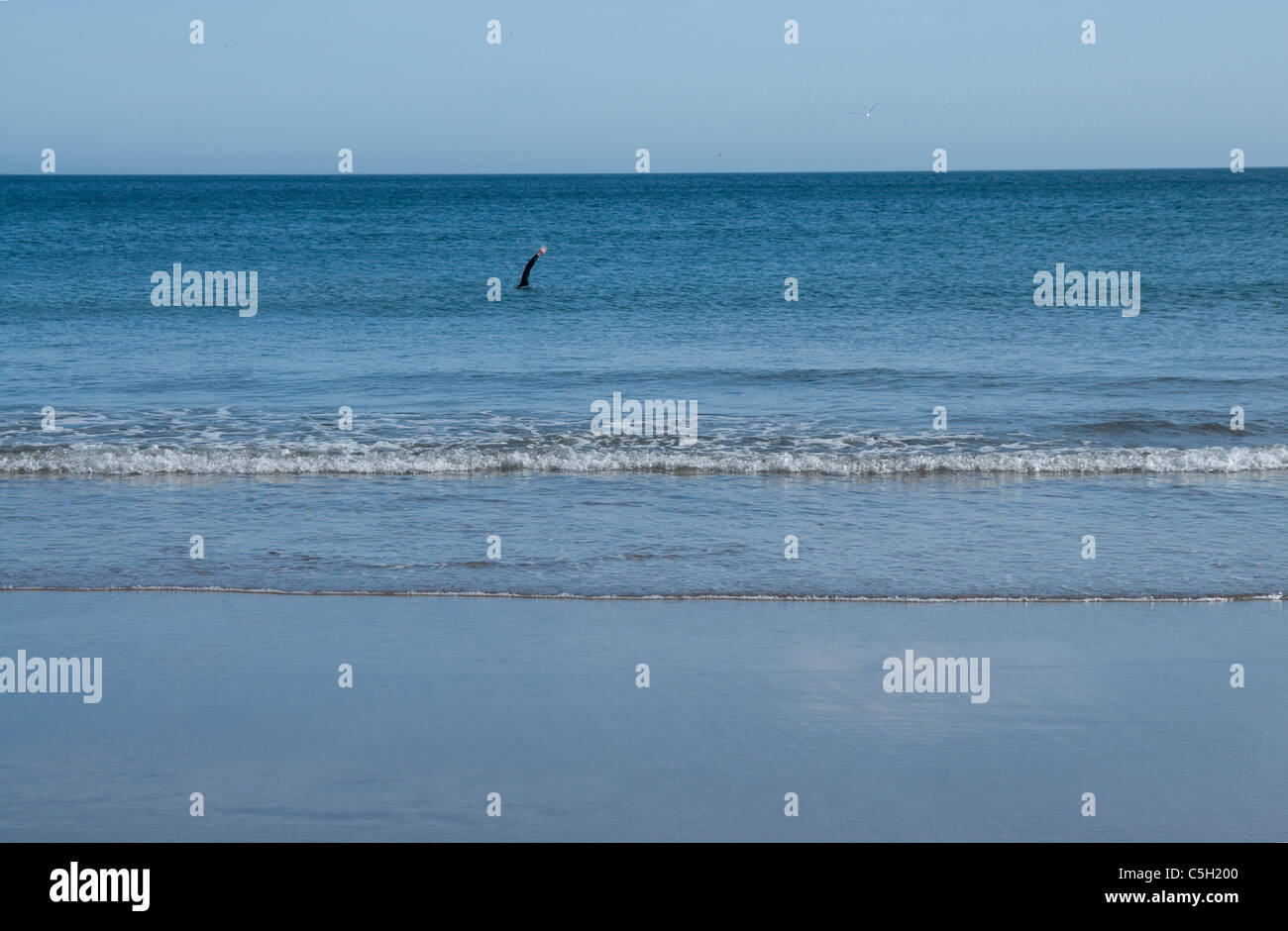 Lone nuotatore a Coldingham Bay - Scottish Borders Foto Stock