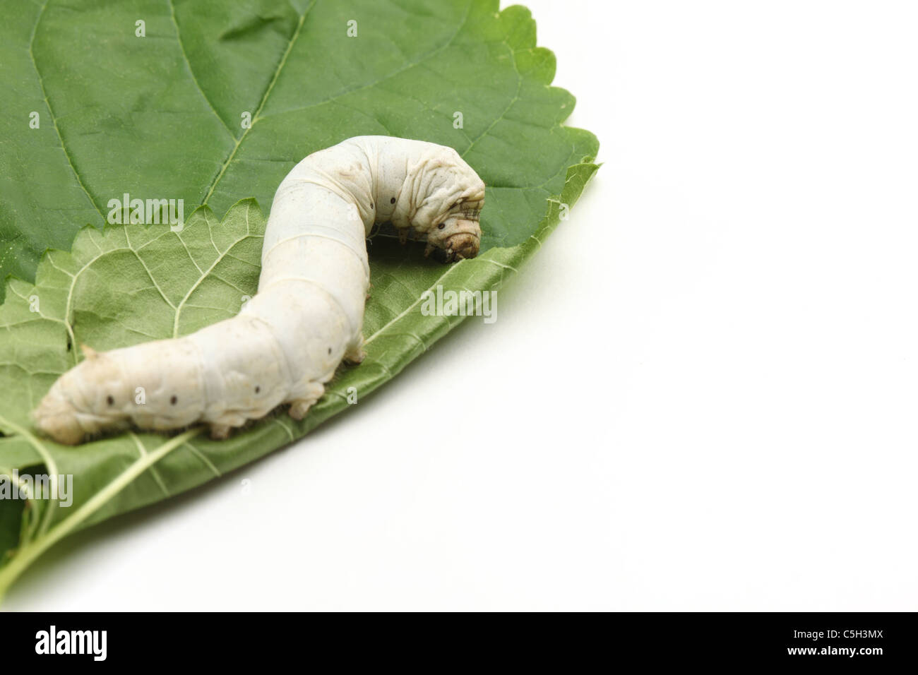 Worm di seta mangiare mulberry foglia verde Foto Stock