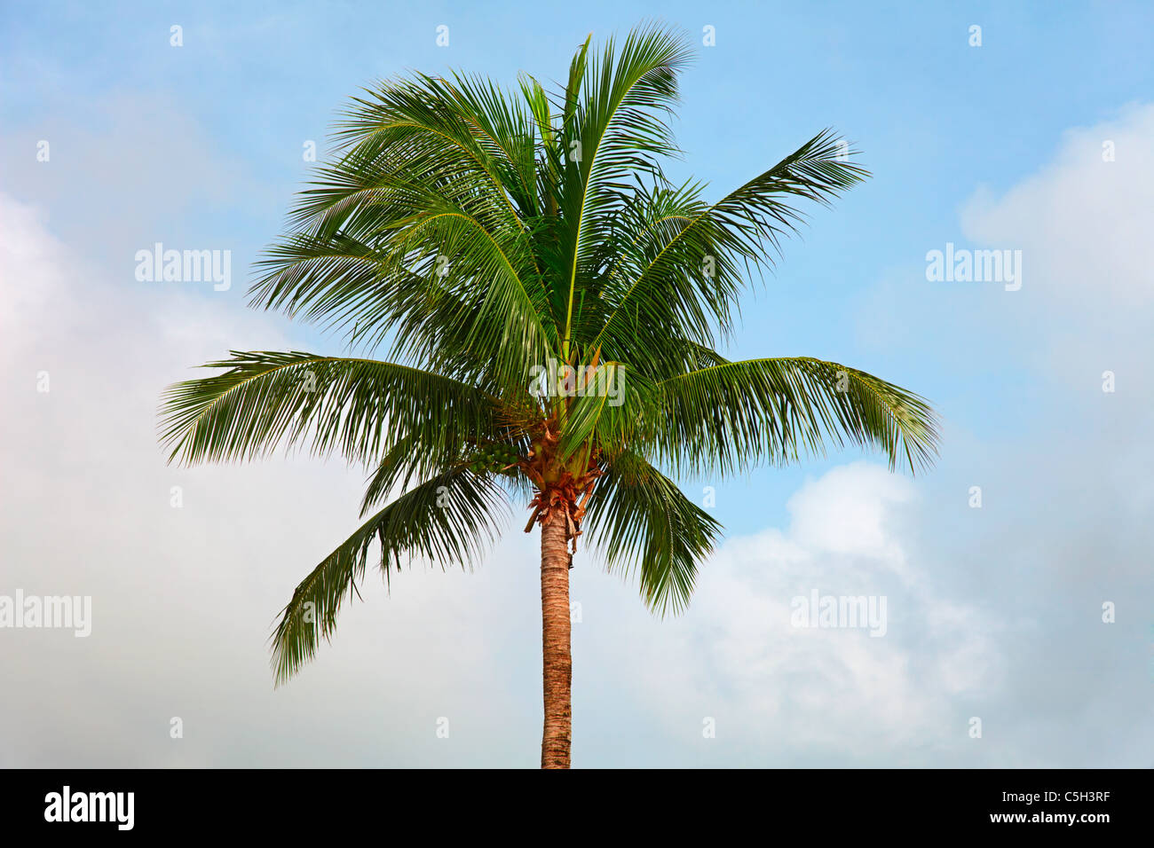 La parte superiore di un albero di cocco sul cielo blu sullo sfondo Foto Stock