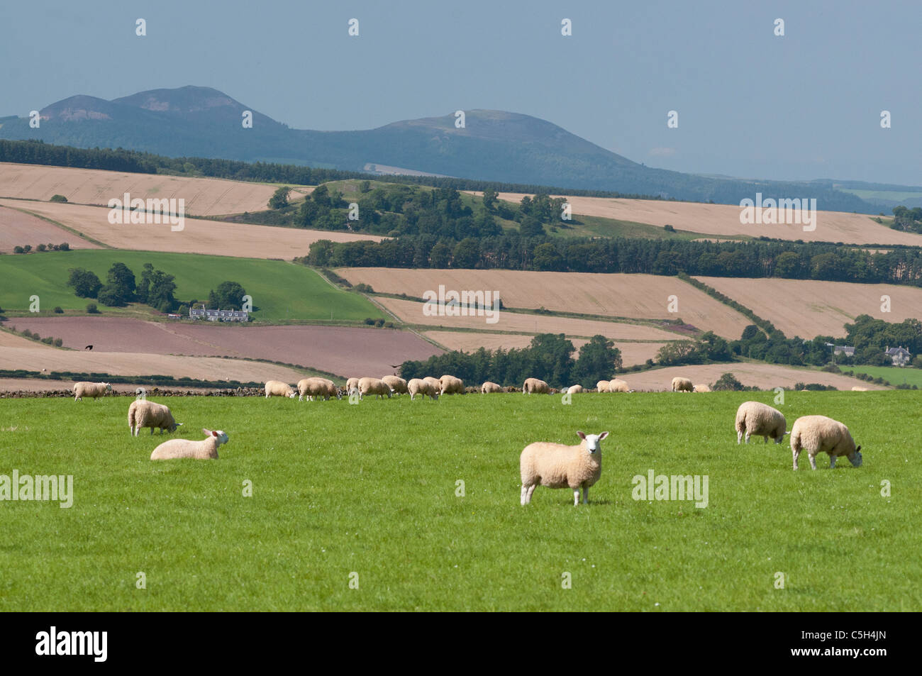 Pecore pascoli e terreni agricoli con Eildon sulle colline vicino a Selkirk Foto Stock