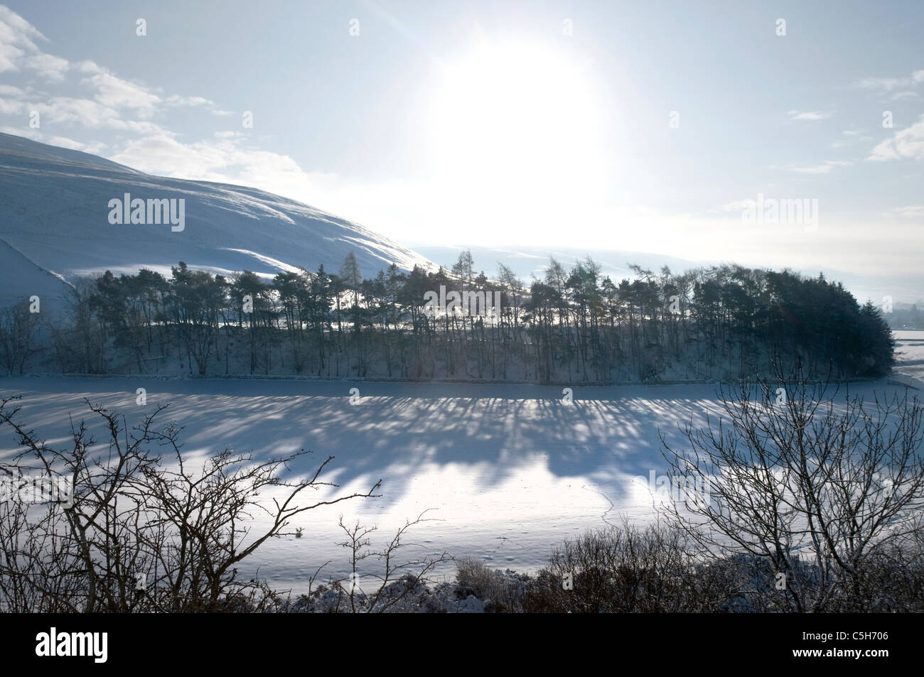 Inverno ceduo di piantagione di pino silvestre da Yarrow acqua - Scottish Borders Foto Stock