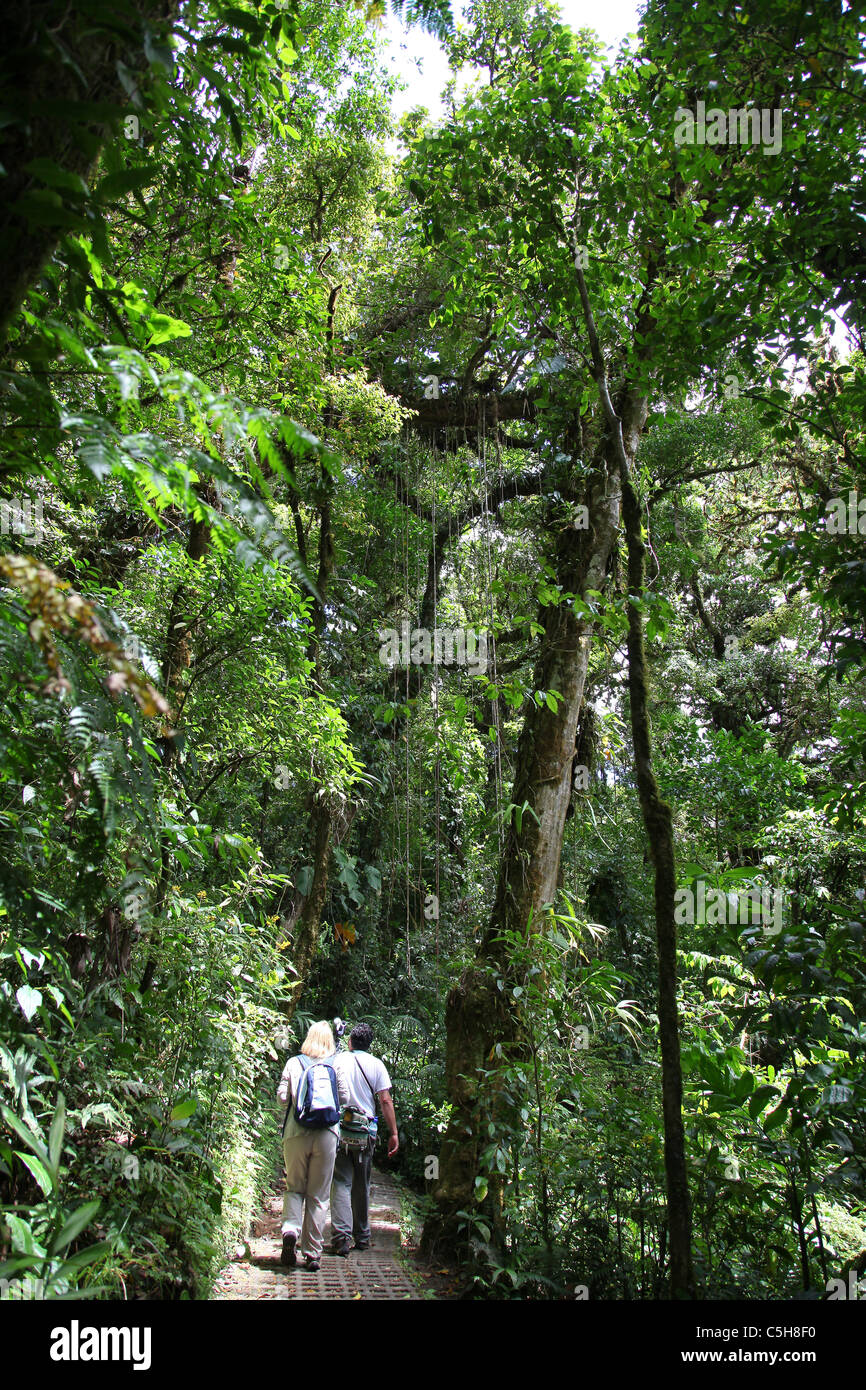 Un turista e la guida alla ricerca fino al cloud forest albero canopy a Monteverde Cloud Forest, Costa Rica, America Centrale Foto Stock
