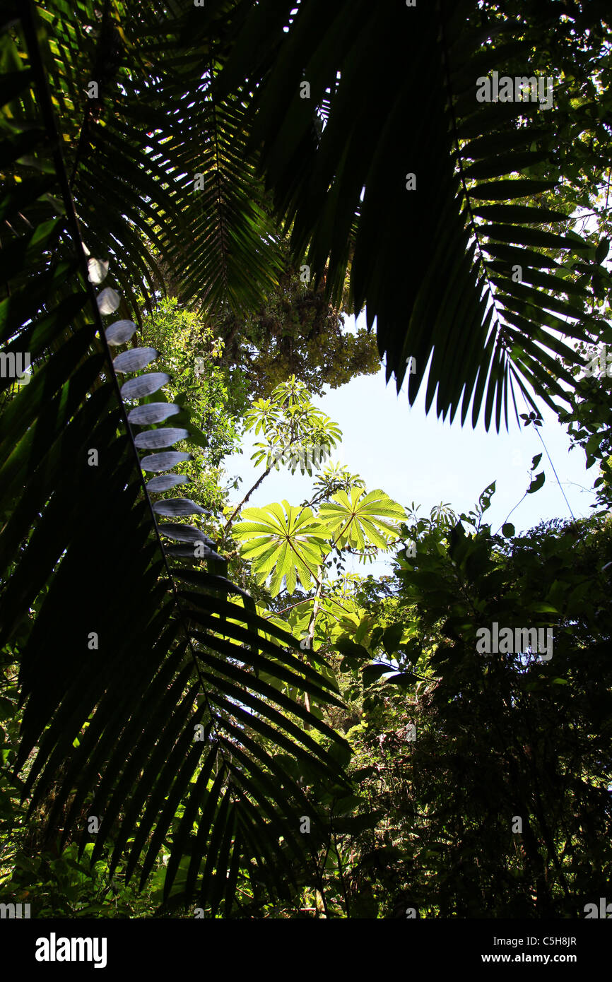 Osservando il cloud forest albero canopy a Monteverde Cloud Forest, Costa Rica, America Centrale Foto Stock