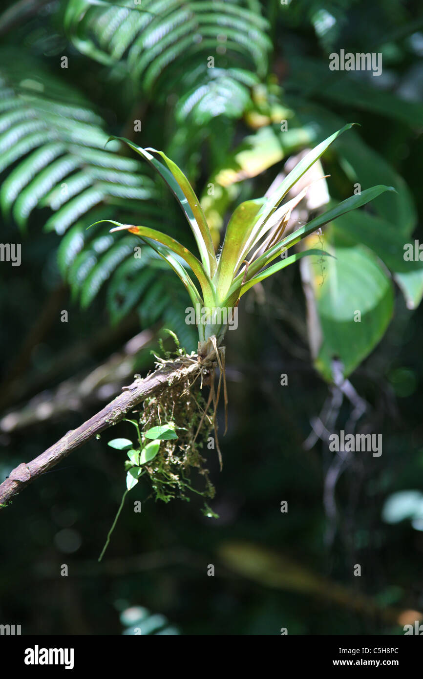 Bromeliad nella struttura baldacchino a Monteverde Cloud Forest, Costa Rica, America Centrale Foto Stock