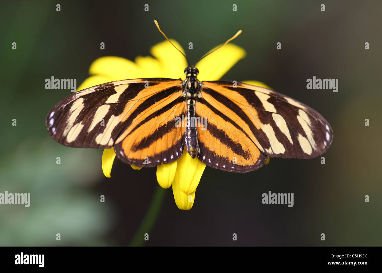 Tiger Longwing butterfly (Heliconius ismenius) chiamato anche Ismenius Tiger o Tiger Heliconian o Tiger Striped Longwing Foto Stock