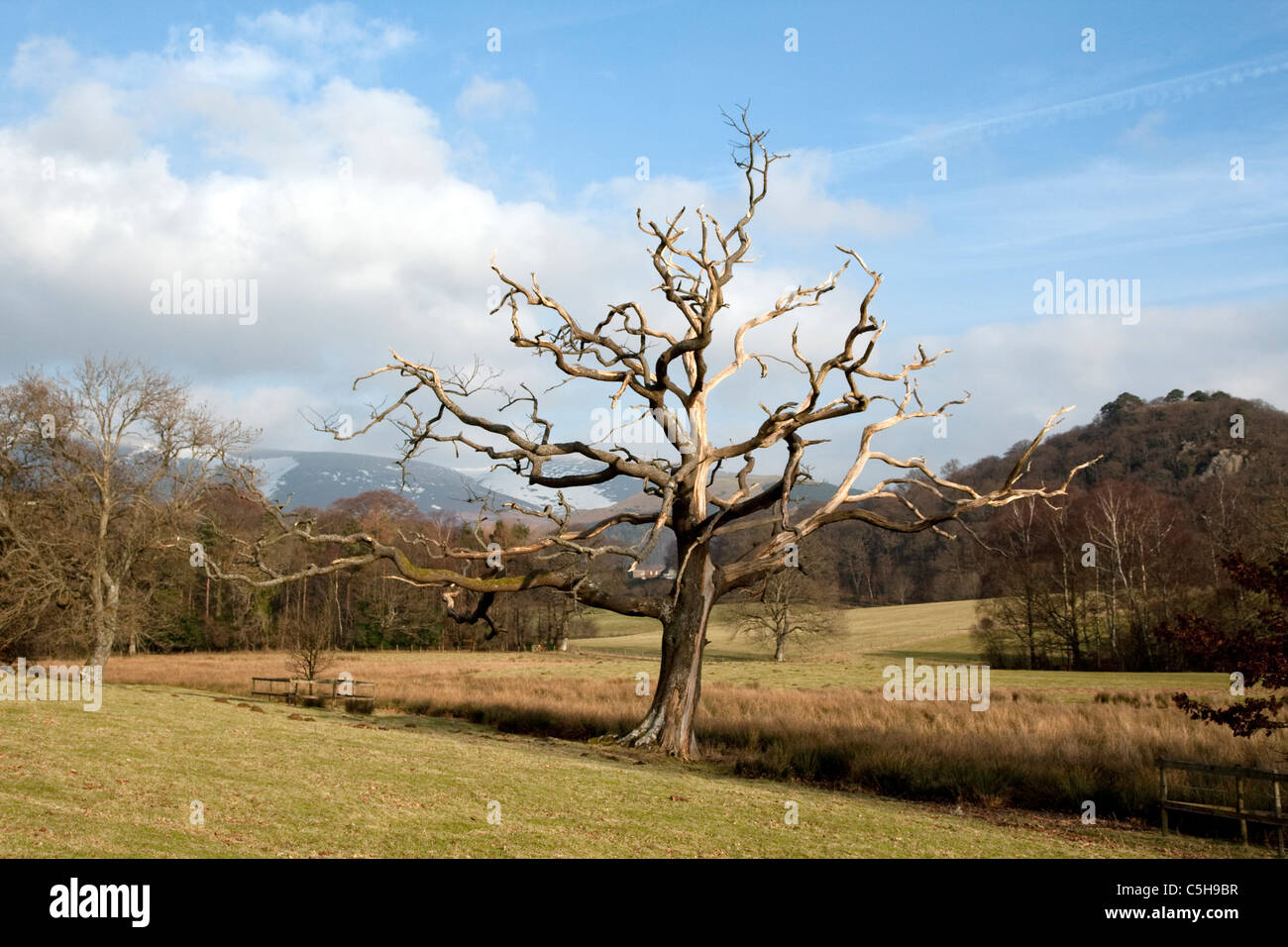 Albero morto nel Lake District inglese Foto Stock