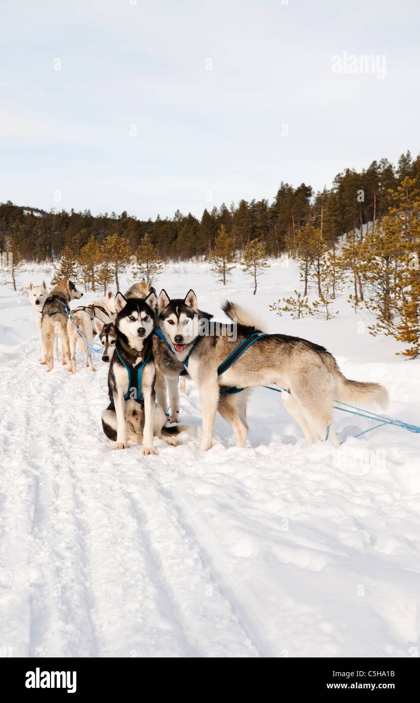 Husky sleddog, Lapponia, Finlandia Foto Stock