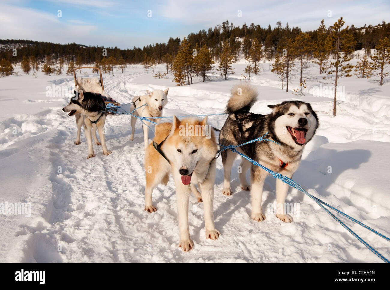 Husky sleddog, Lapponia, Finlandia Foto Stock
