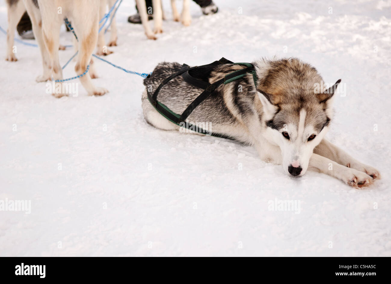 Husky in Lapponia, Finlandia Foto Stock