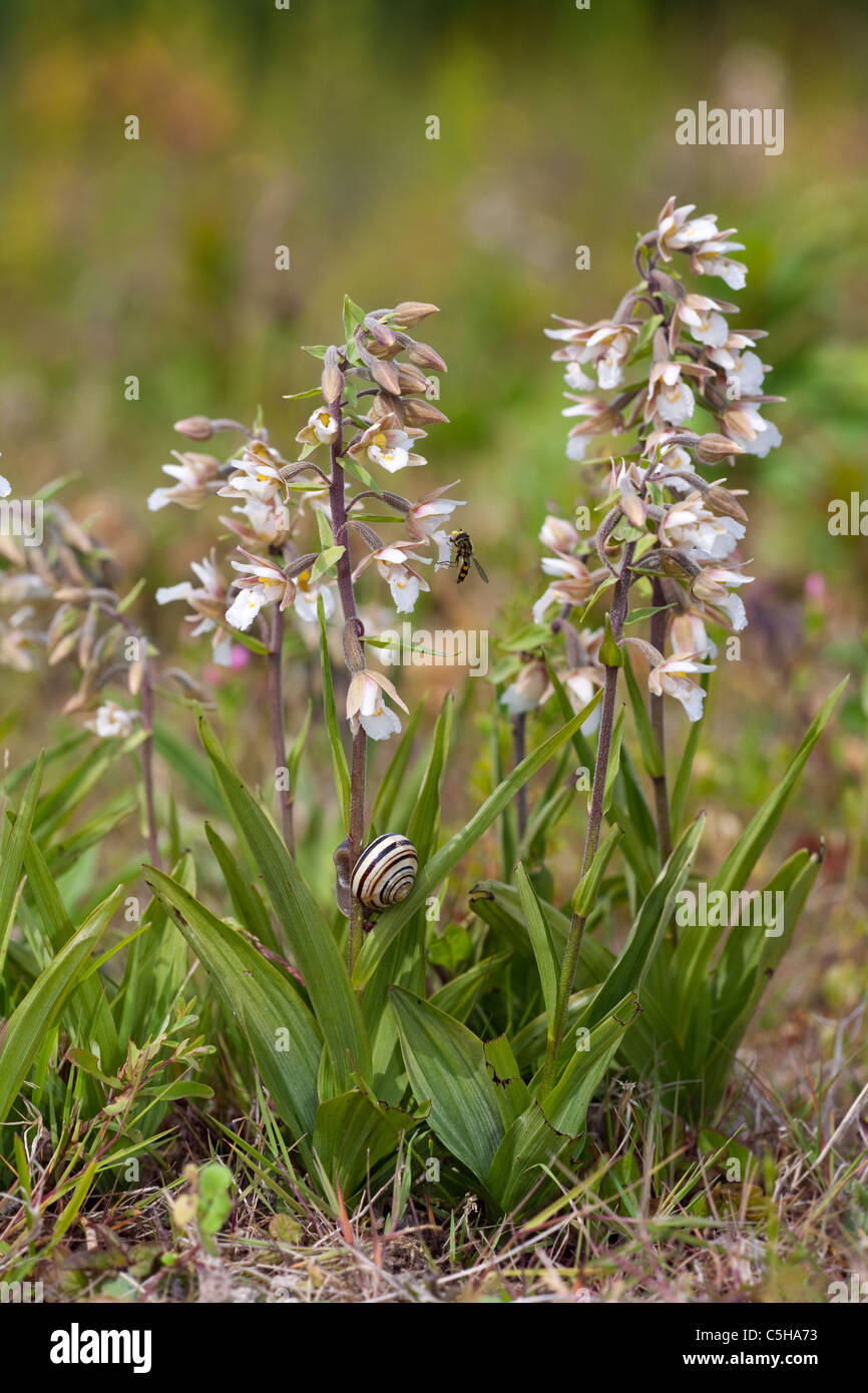 Marsh Helleborine helleborine Bergonii crescente nella palude di acqua dolce Foto Stock