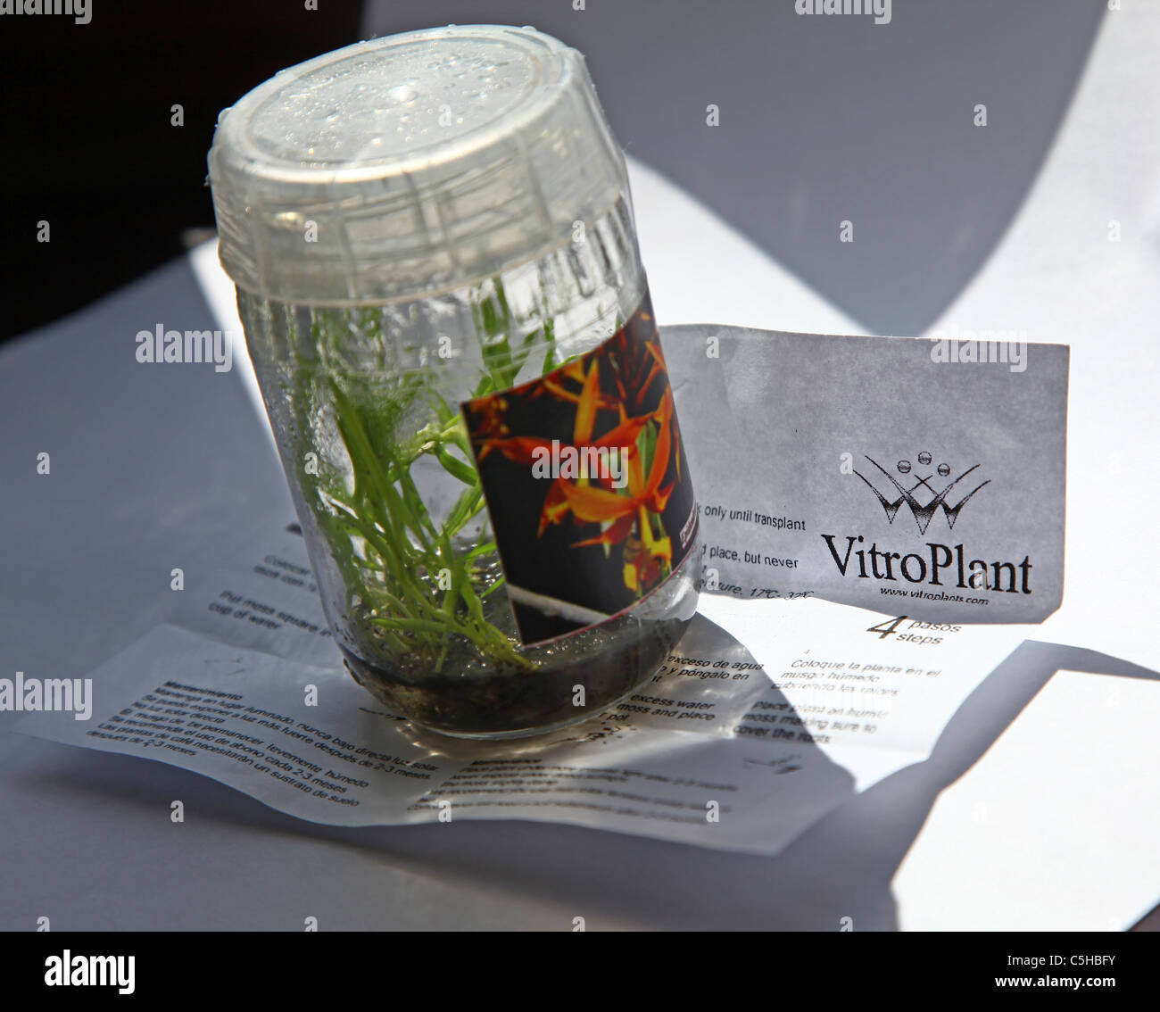 Un vaso di orchidee piante coltivate in vitro Foto Stock