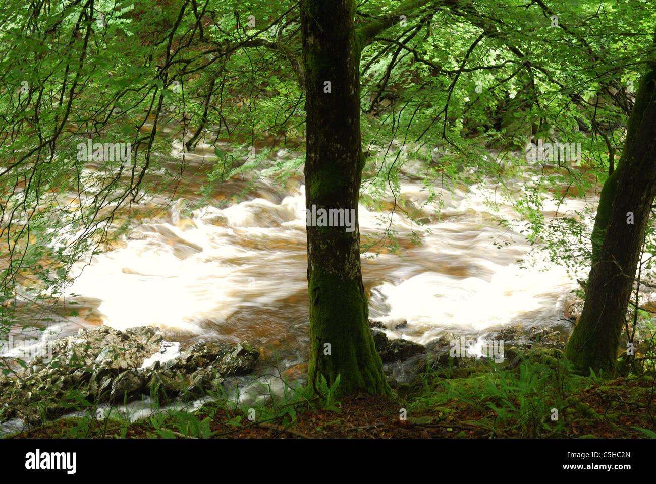 Rapide sul Afon Mawddach, Coed y Brenin, Snowdonia National Park, North Wales, Regno Unito Foto Stock