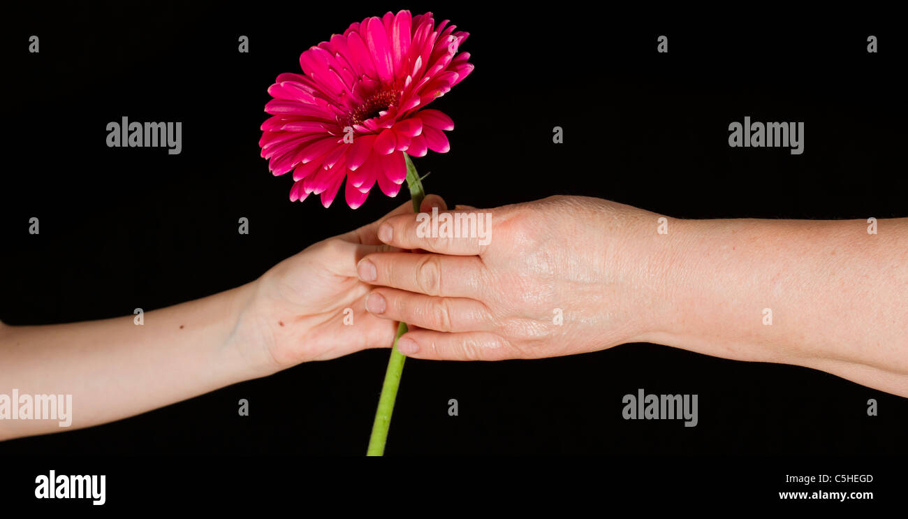 Bambina dando un fiore alla nonna Foto Stock