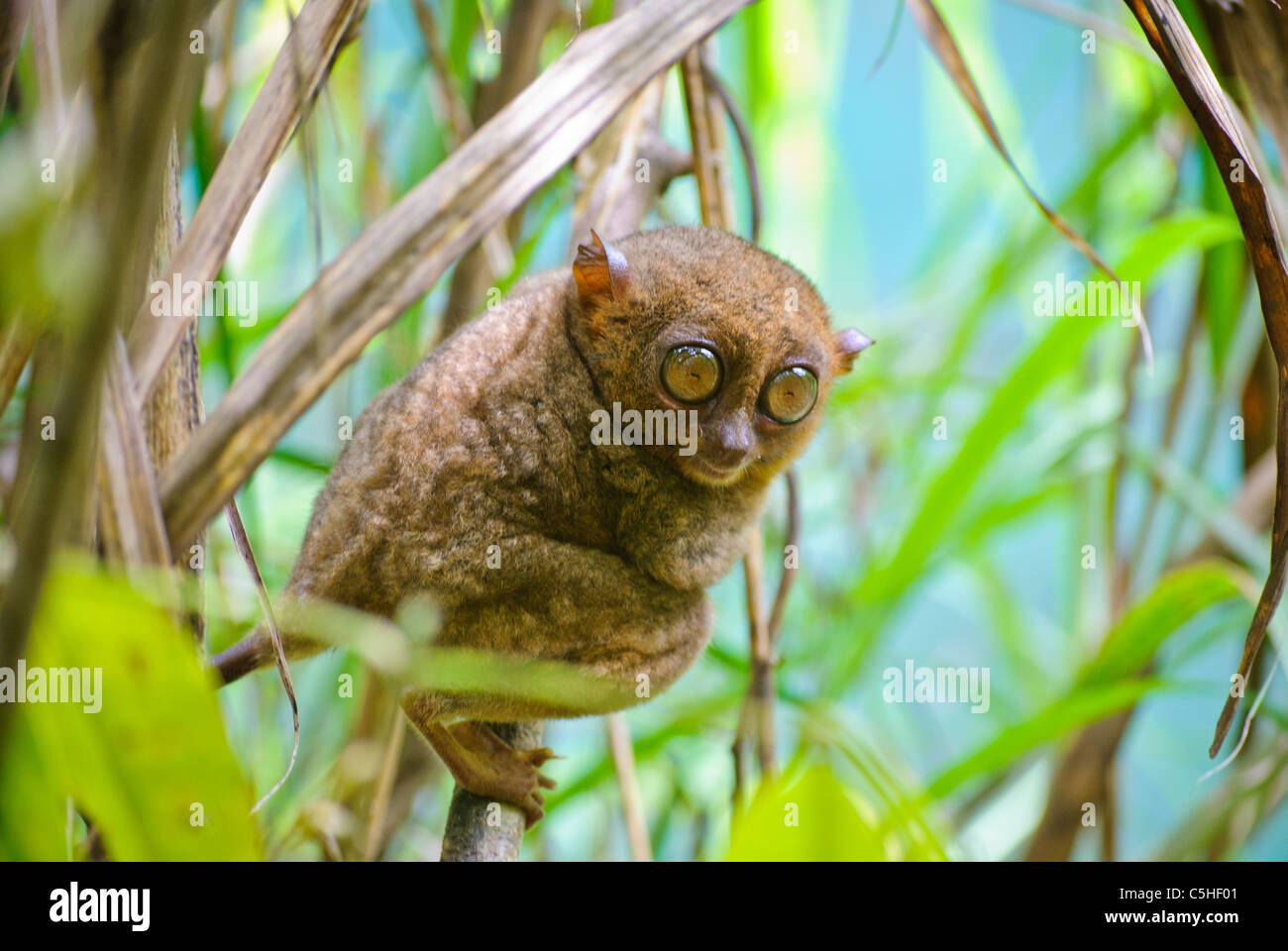 Philippine tarsier, in via di estinzione e specie endemiche delle Filippine Foto Stock