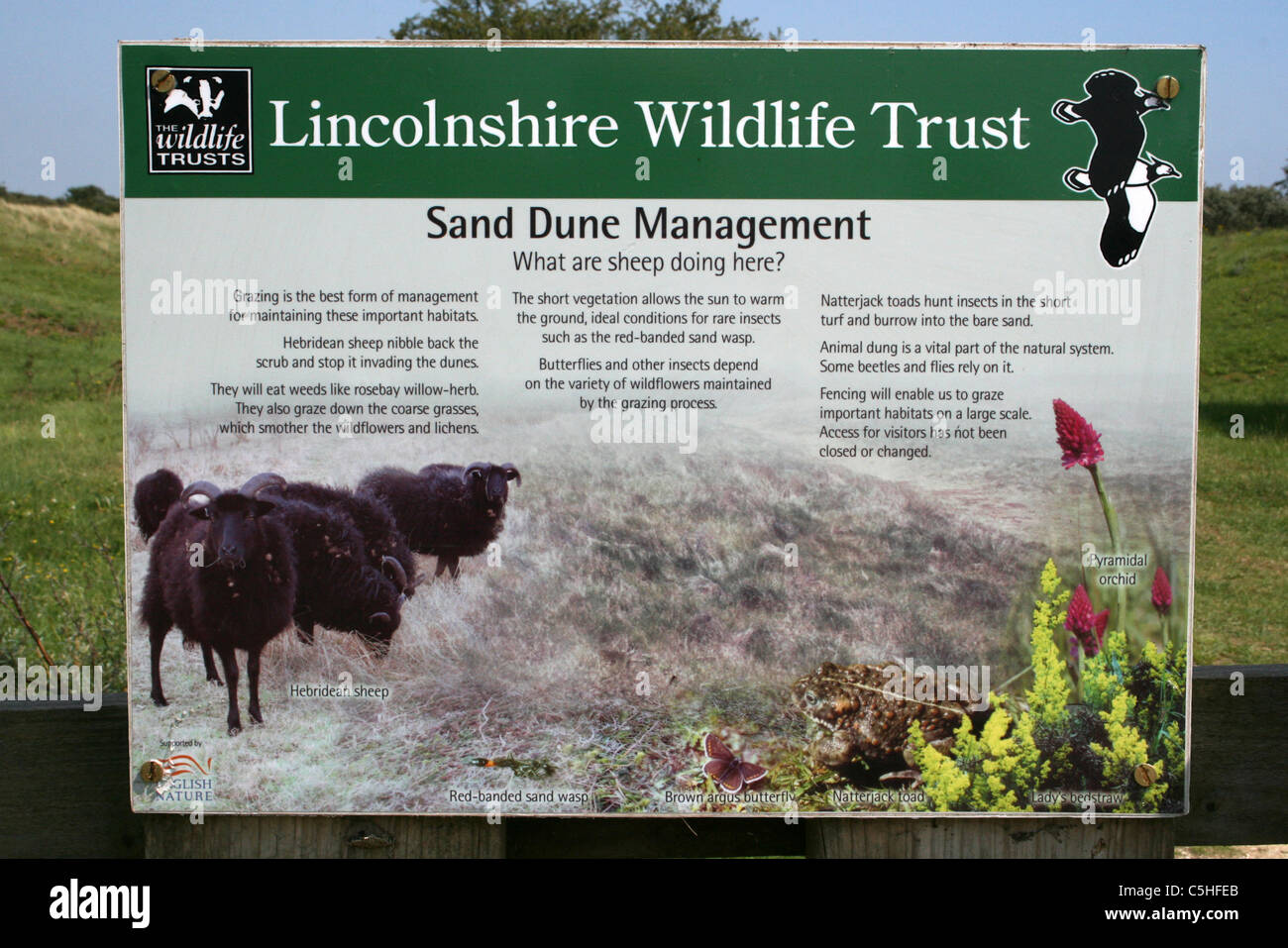Lincolnshire Wildlife Trust Information Board sulla duna di sabbia Management Foto Stock