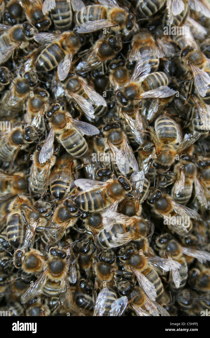 Miele Api Apis mellifera, Lincolnshire, Regno Unito Foto Stock