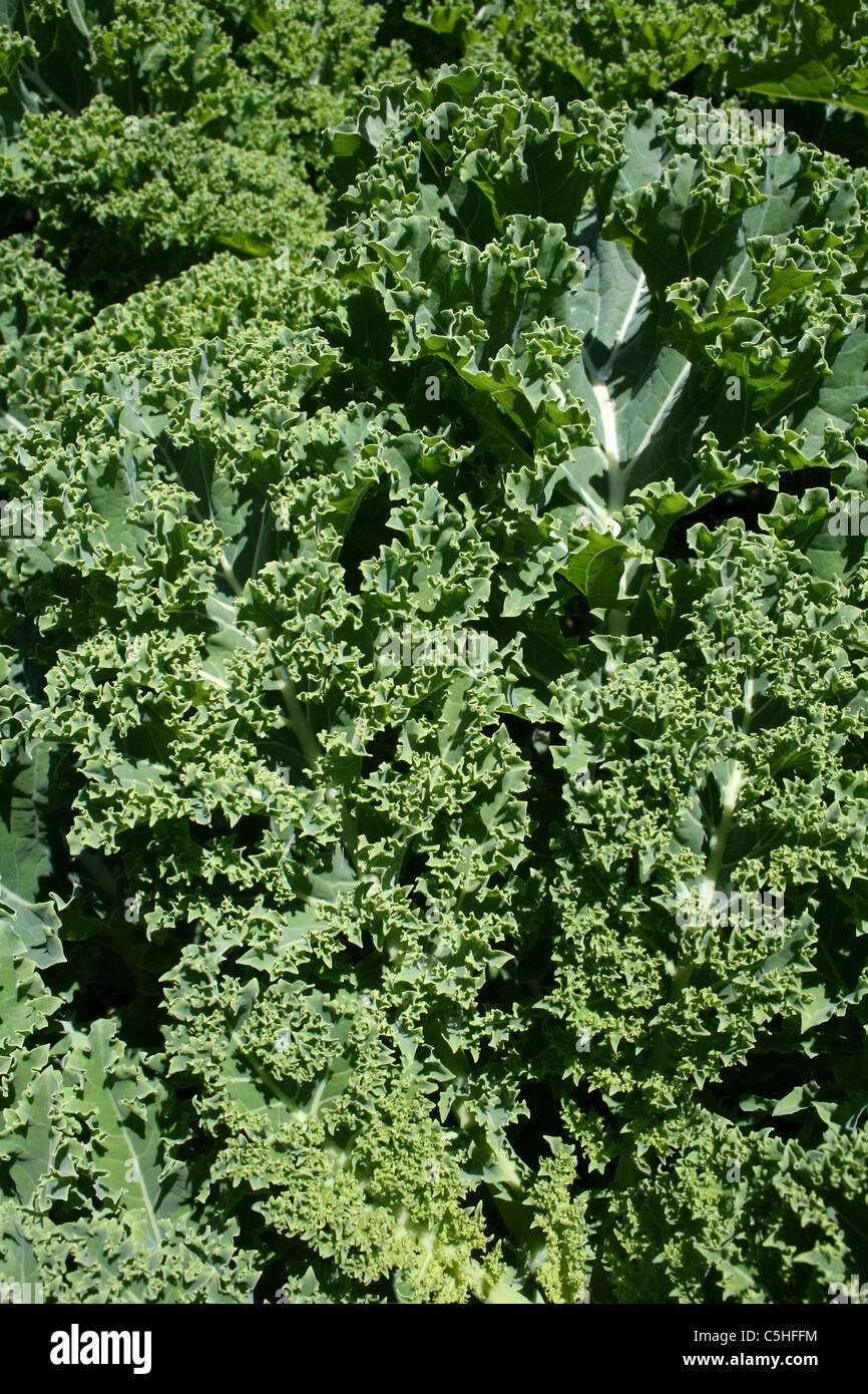 Cavolo laciniato Brassica oleracea Foto Stock