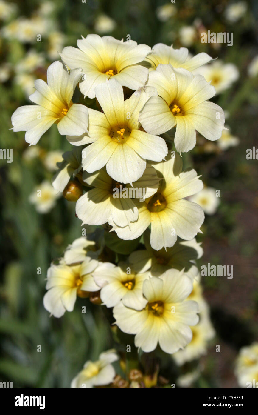 Sisyrinchium striatum "zia May' a Ness Botanic Gardens, Wirral, Regno Unito Foto Stock