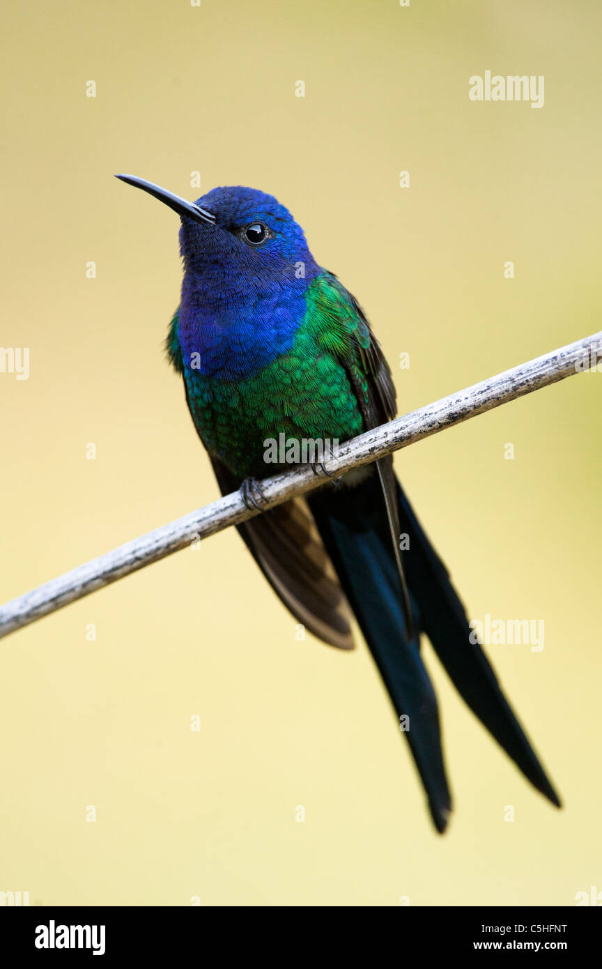 Swallow-tailed Hummingbird Foto Stock
