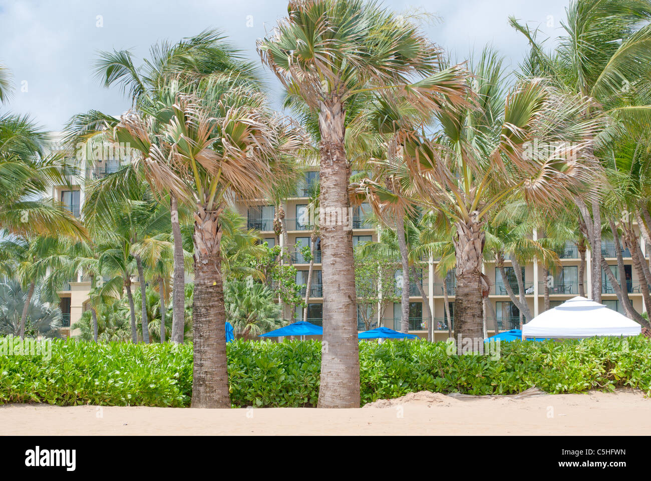 Le palme sulla spiaggia. Foto Stock