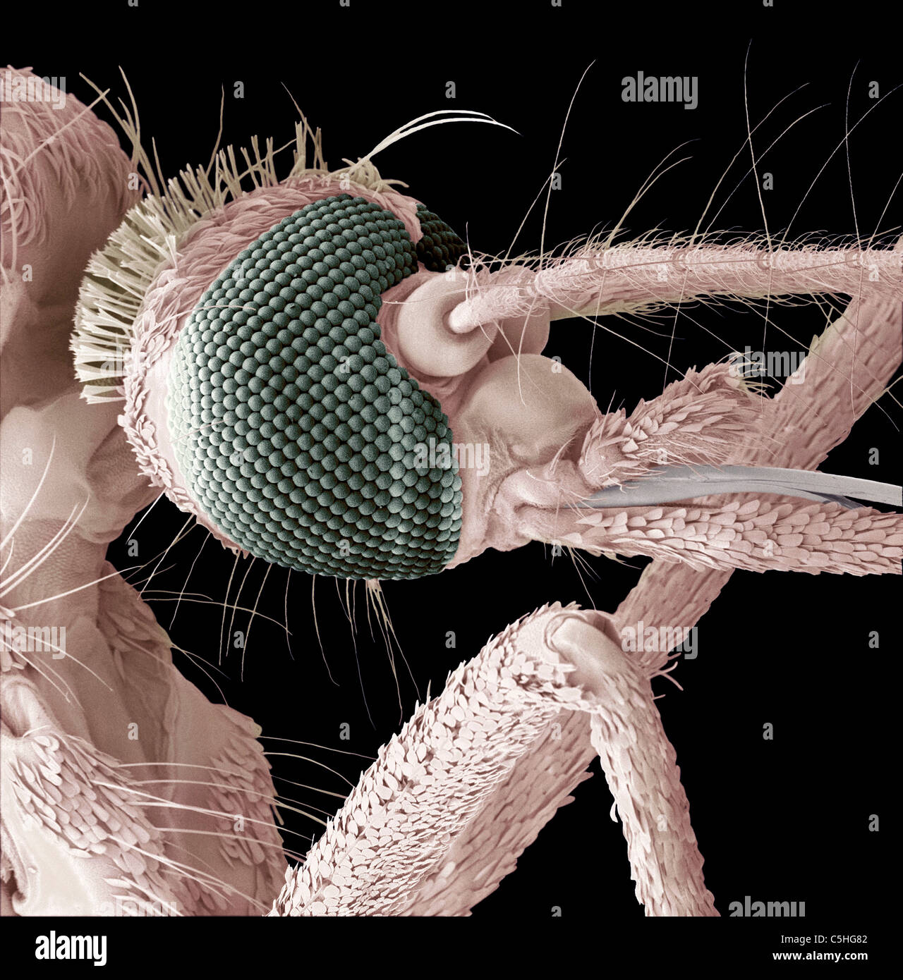 Testa Di Zanzara, SEM Foto Stock - Foto 3