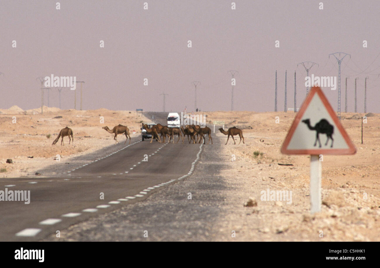 In Algeria. Nei pressi di Ouargla, Sandsea orientale. (Grand Erg orientale). Deserto del Sahara. Attraversamento di cammelli. Foto Stock