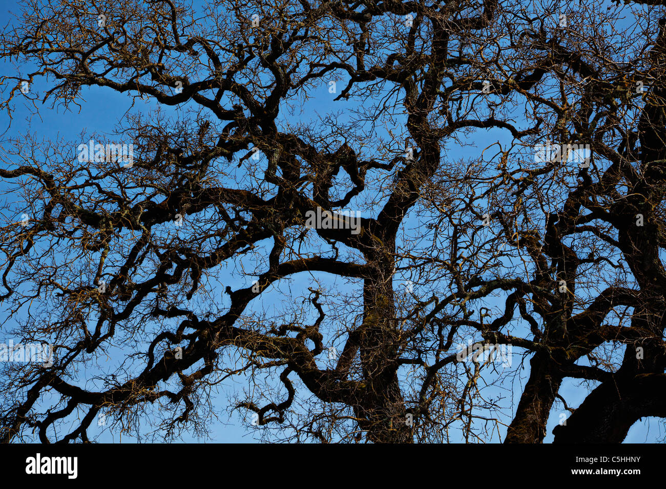 Albero di quercia contro il cielo blu Foto Stock