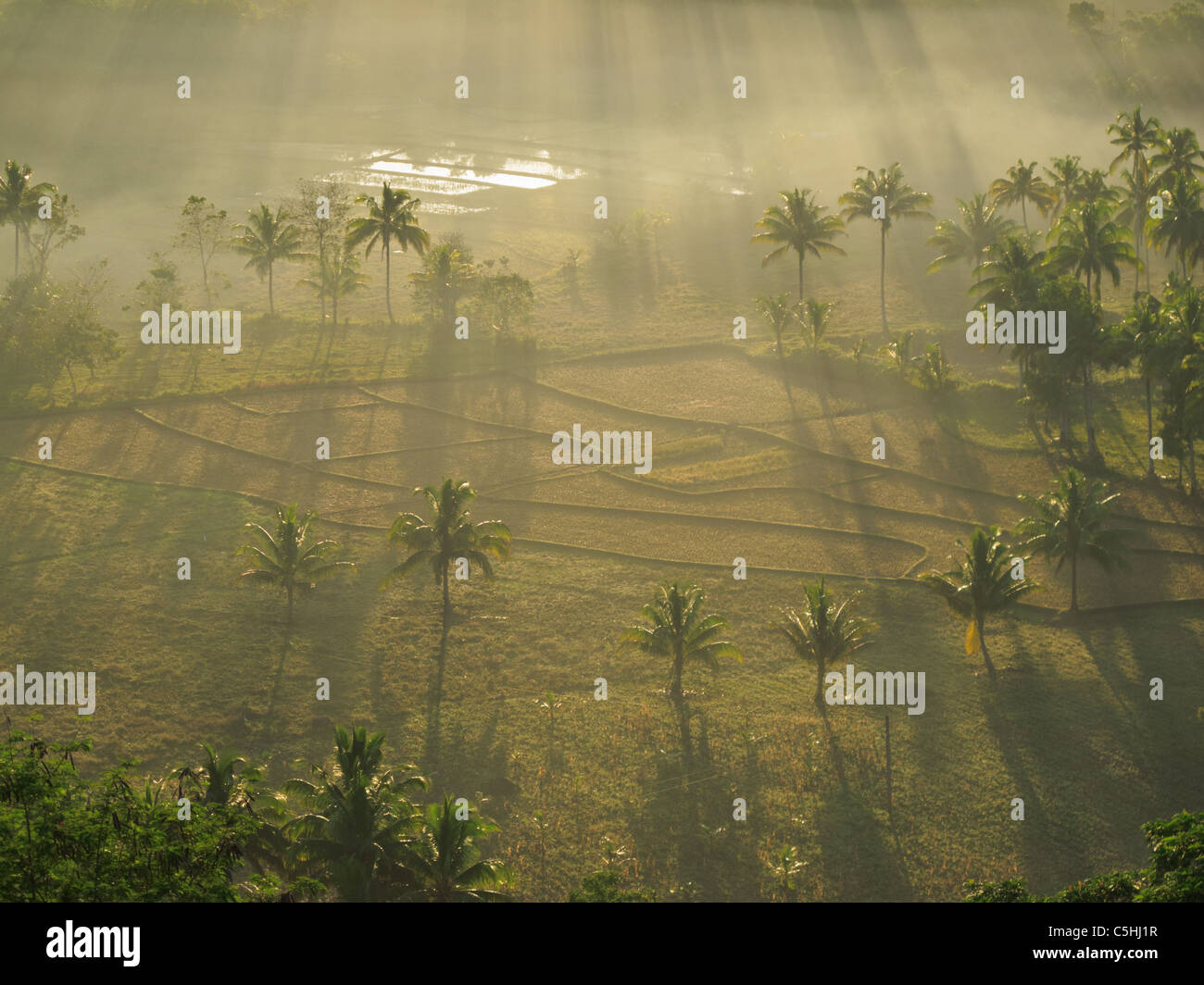Campo di riso al mattino i raggi del sole nei pressi di Chocolate Hills, Bohol. Foto Stock