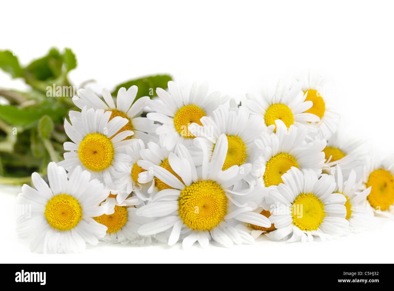 Freschi di fiori di camomilla sullo sfondo bianco Foto Stock