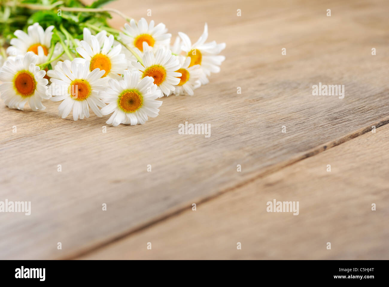 Freschi di fiori di camomilla sul tavolo di legno Foto Stock