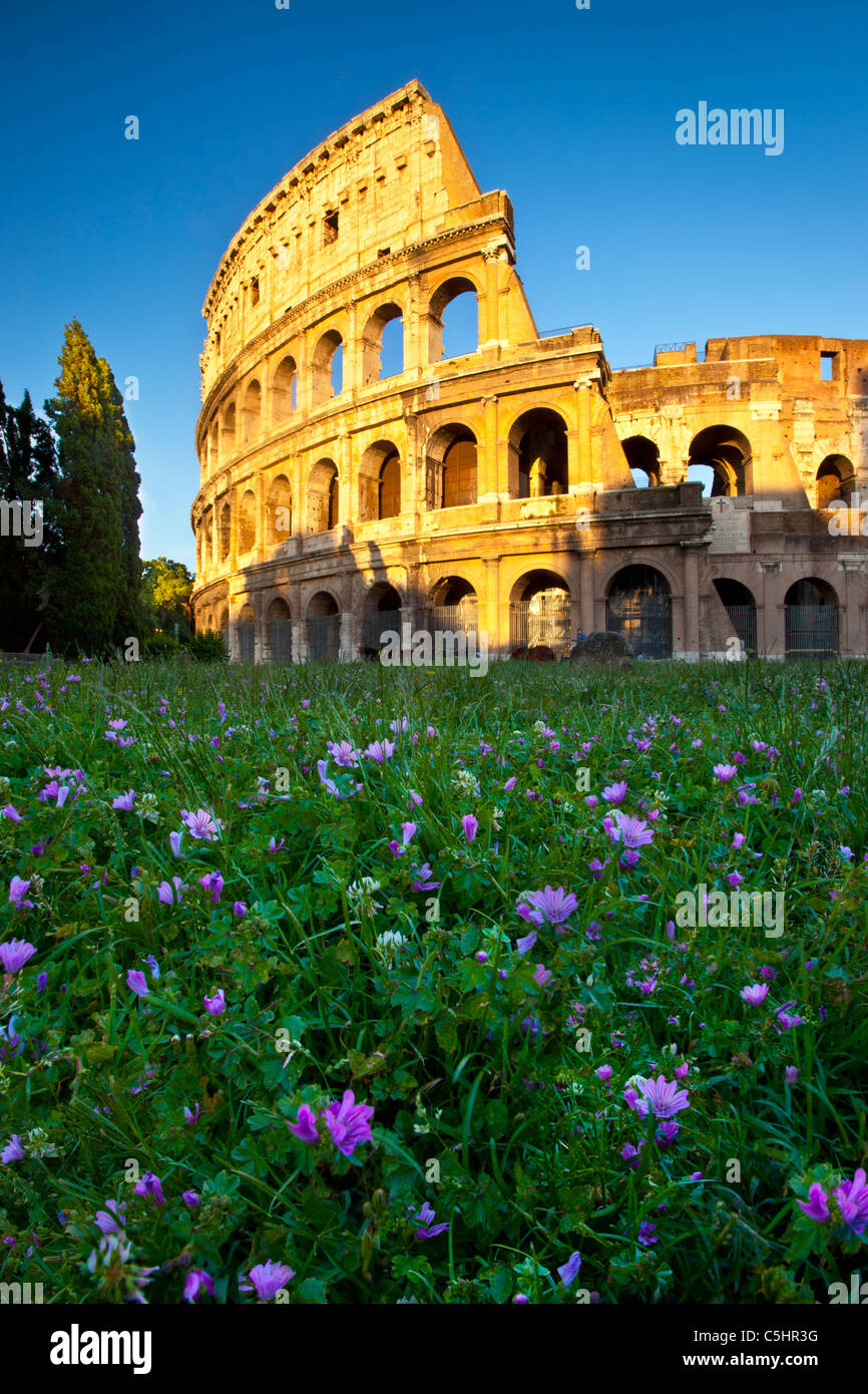 Fiori di campo al di sotto del Colosseo di Roma al tramonto, Roma Lazio Italia Foto Stock