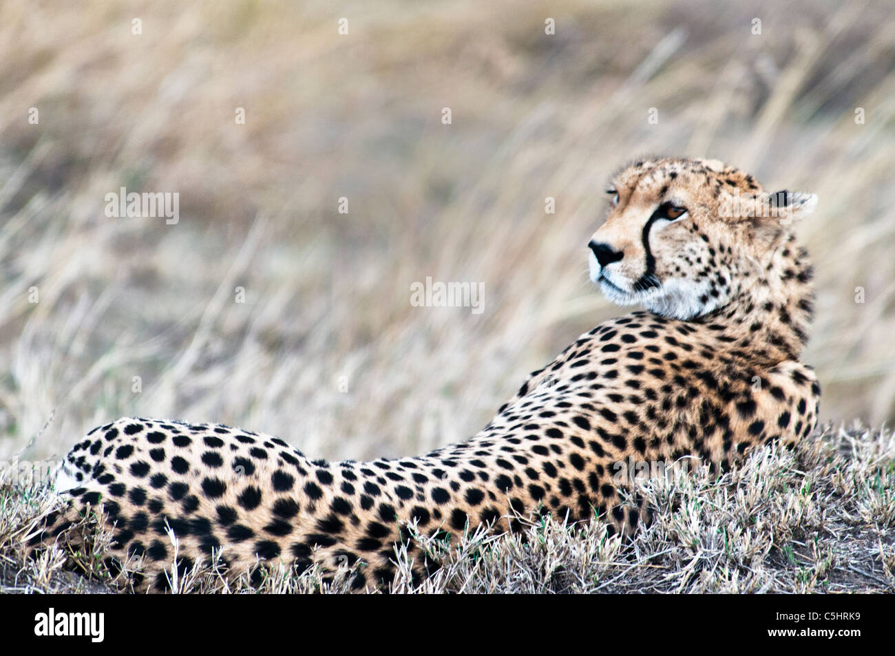 Cheetah, Acinonyx jubatus, sdraiato, il Masai Mara riserva nazionale, Kenya, Africa Foto Stock