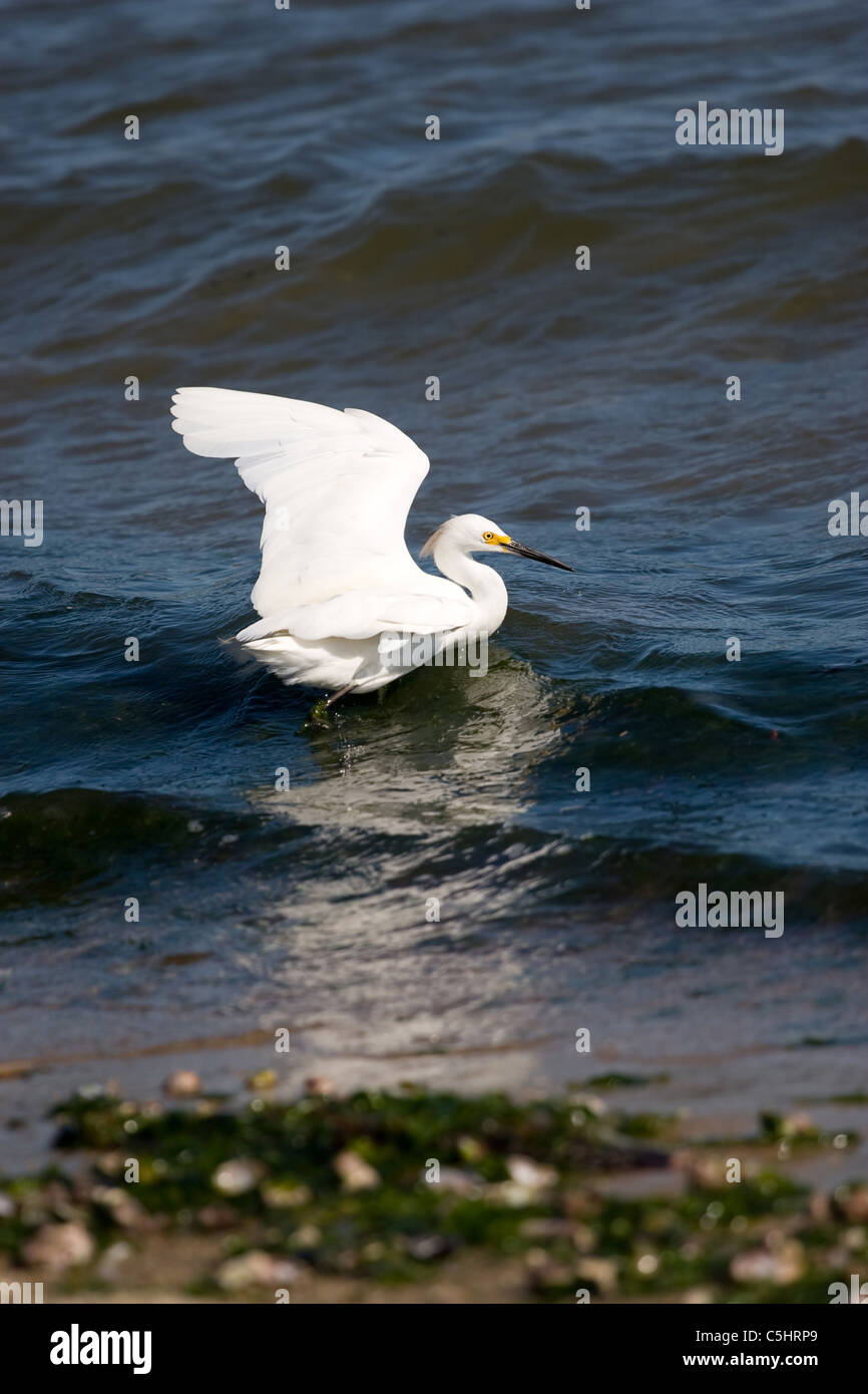 Un bianco snowy garzetta uccello con le ali stese che mentre la caccia per minnows. Foto Stock