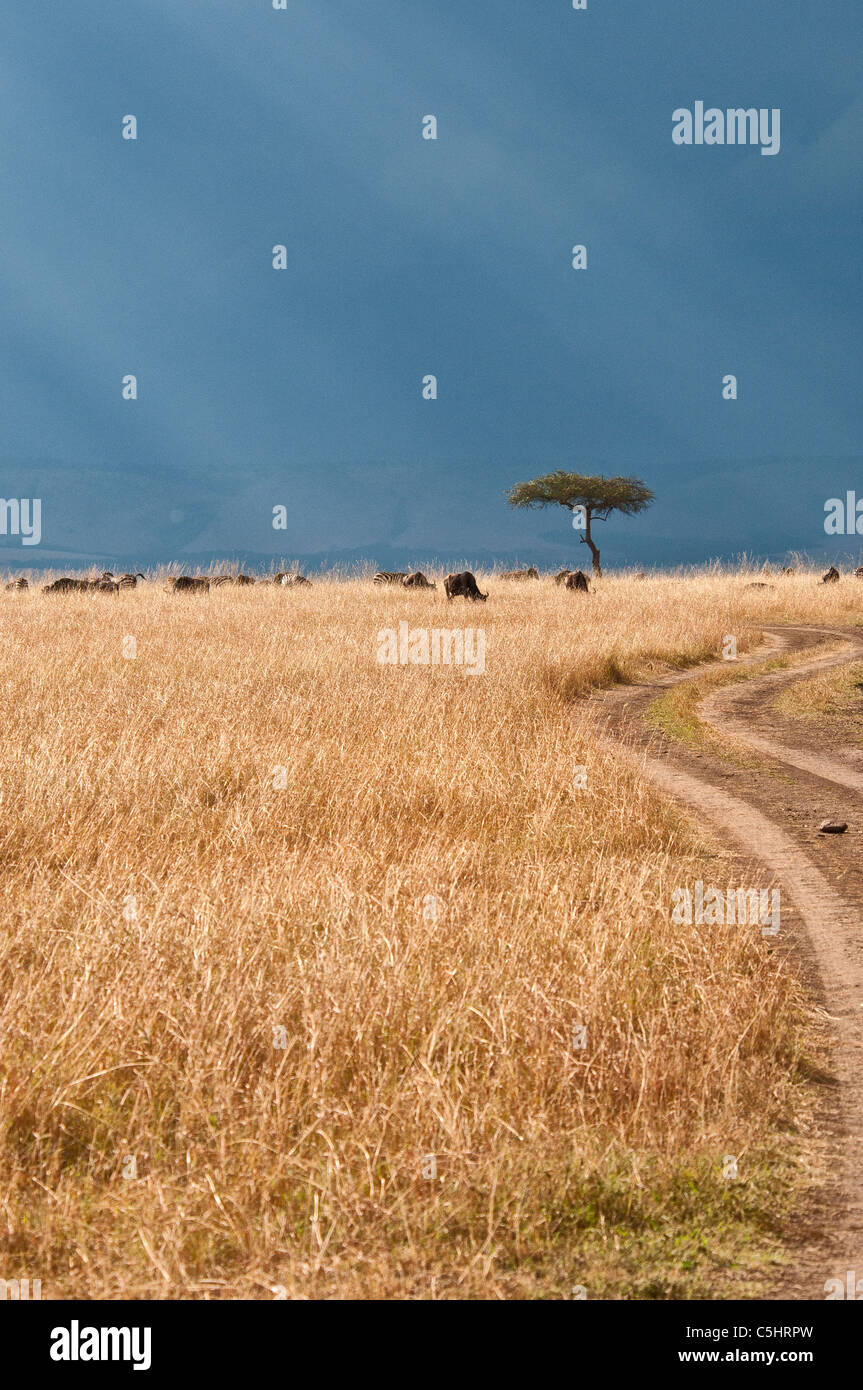 Un incurvamento di strada sterrata attraverso l'erba nella Riserva Nazionale di Masai Mara, Kenya, Africa orientale Foto Stock