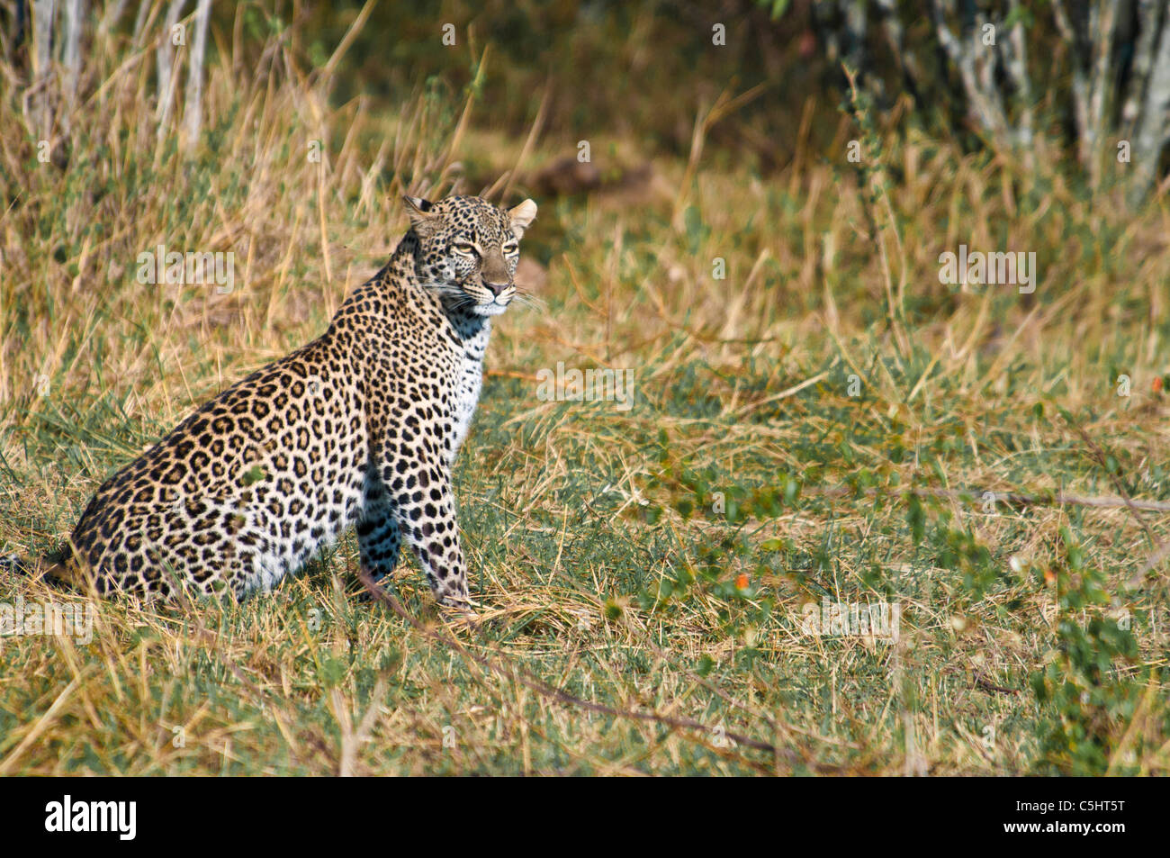 African Leopard, Panthera pardus, il Masai Mara, Kenya, Africa Foto Stock