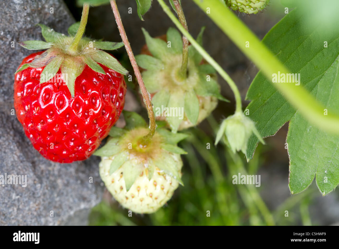 Rosso fragole mature pianta da frutto Foto Stock