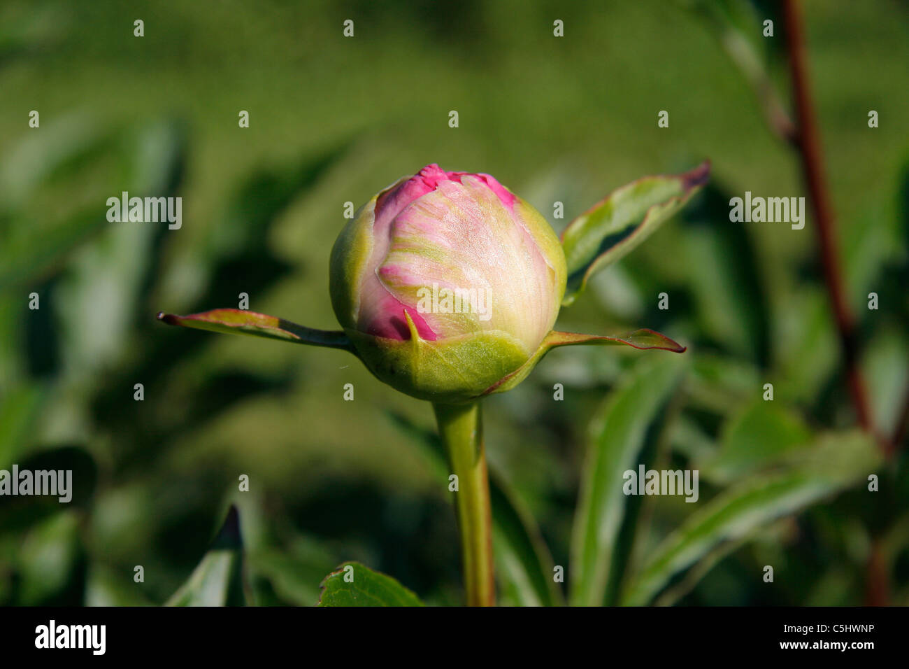 Peonia bud (Paeonia lactiflora). Foto Stock