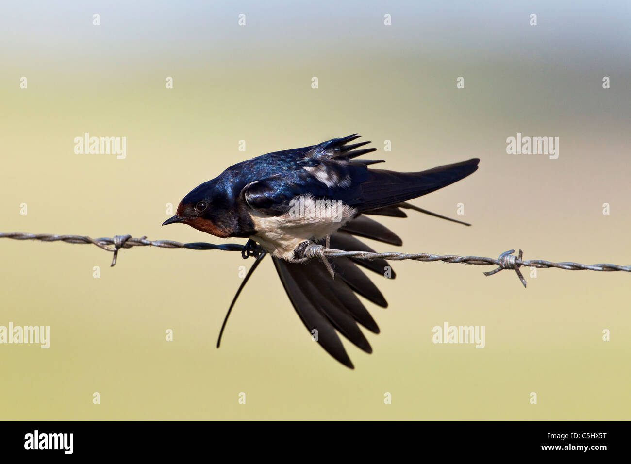 Un adulto Swallow (Barn Swallow) stretching è ali Foto Stock